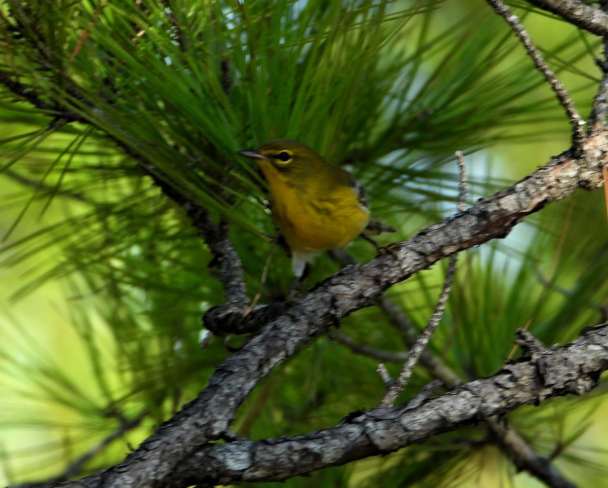 Pine Warbler - ML624192941