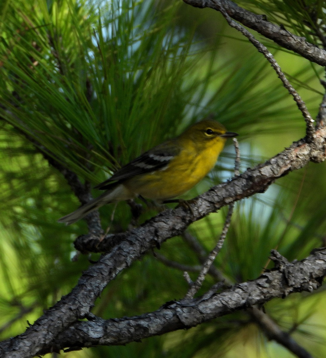 Pine Warbler - ML624192942