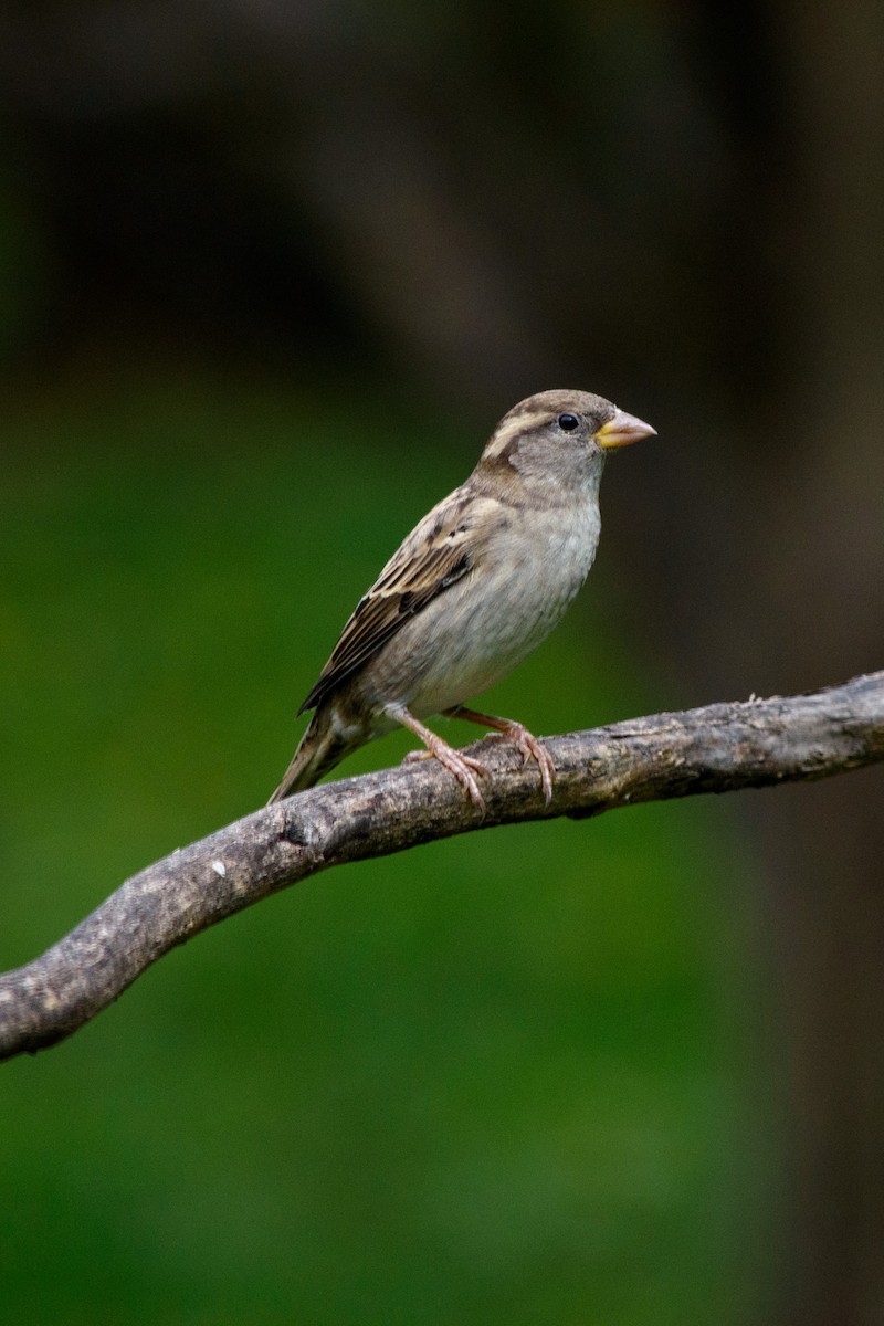 Moineau domestique - ML624192944