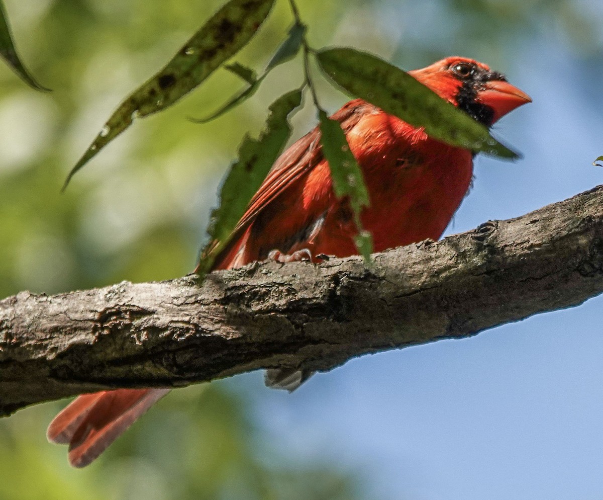 Cardenal Norteño - ML624192945