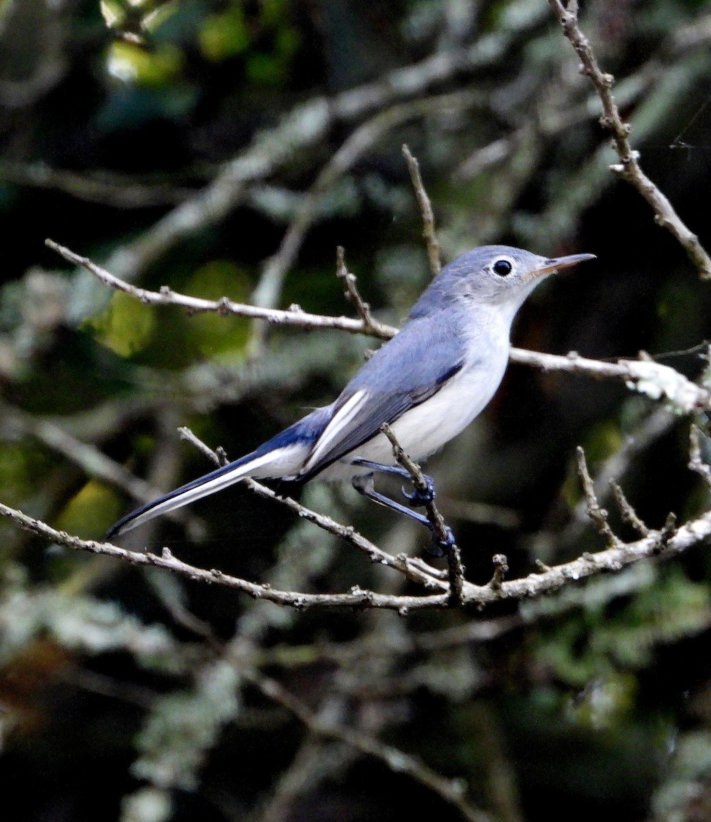 Blue-gray Gnatcatcher - ML624192969