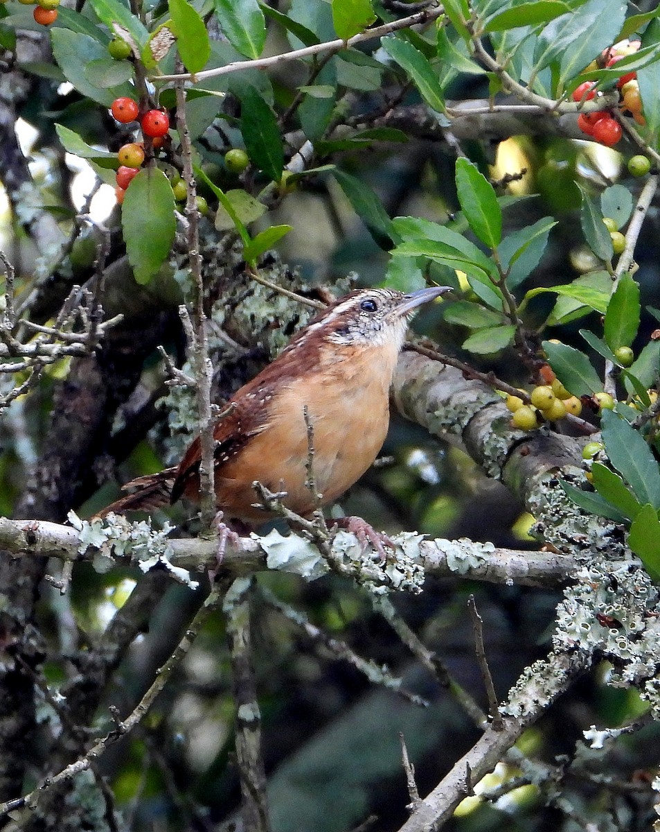 Carolina Wren - Jay Huner