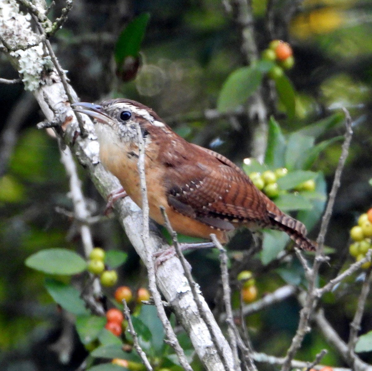 Carolina Wren - ML624192983