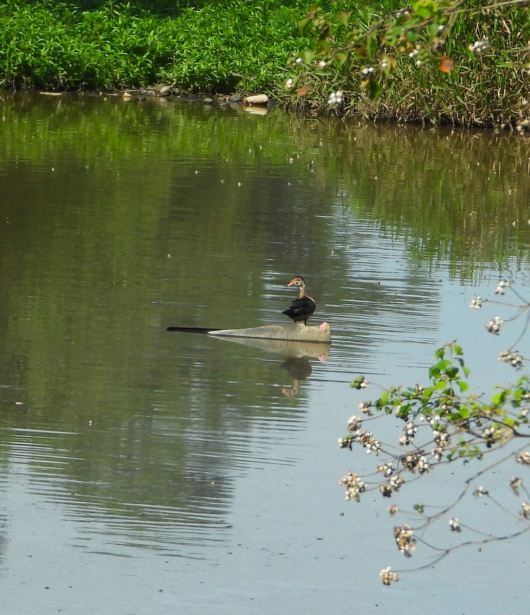 Wood Duck - Jay Huner