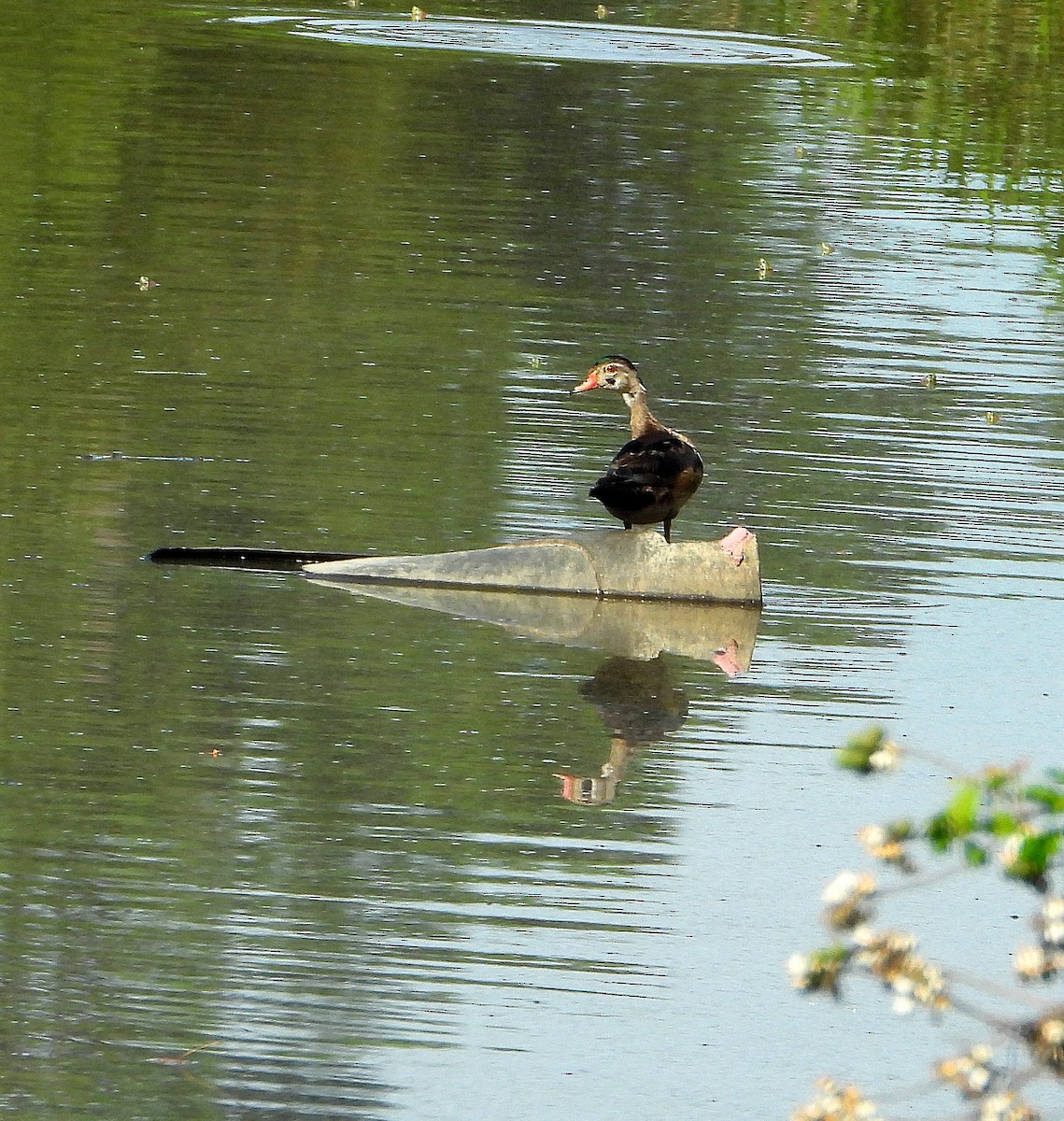 Wood Duck - ML624192993