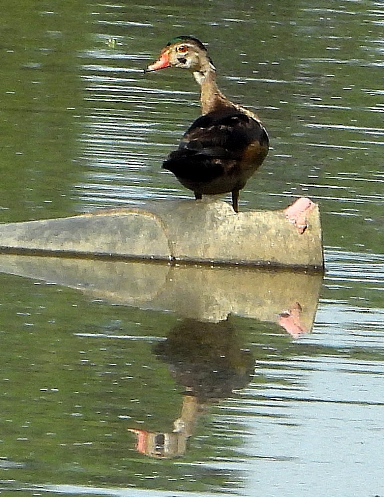 Wood Duck - ML624192994