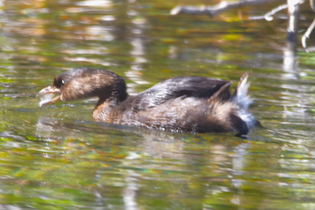 Pied-billed Grebe - ML624193022