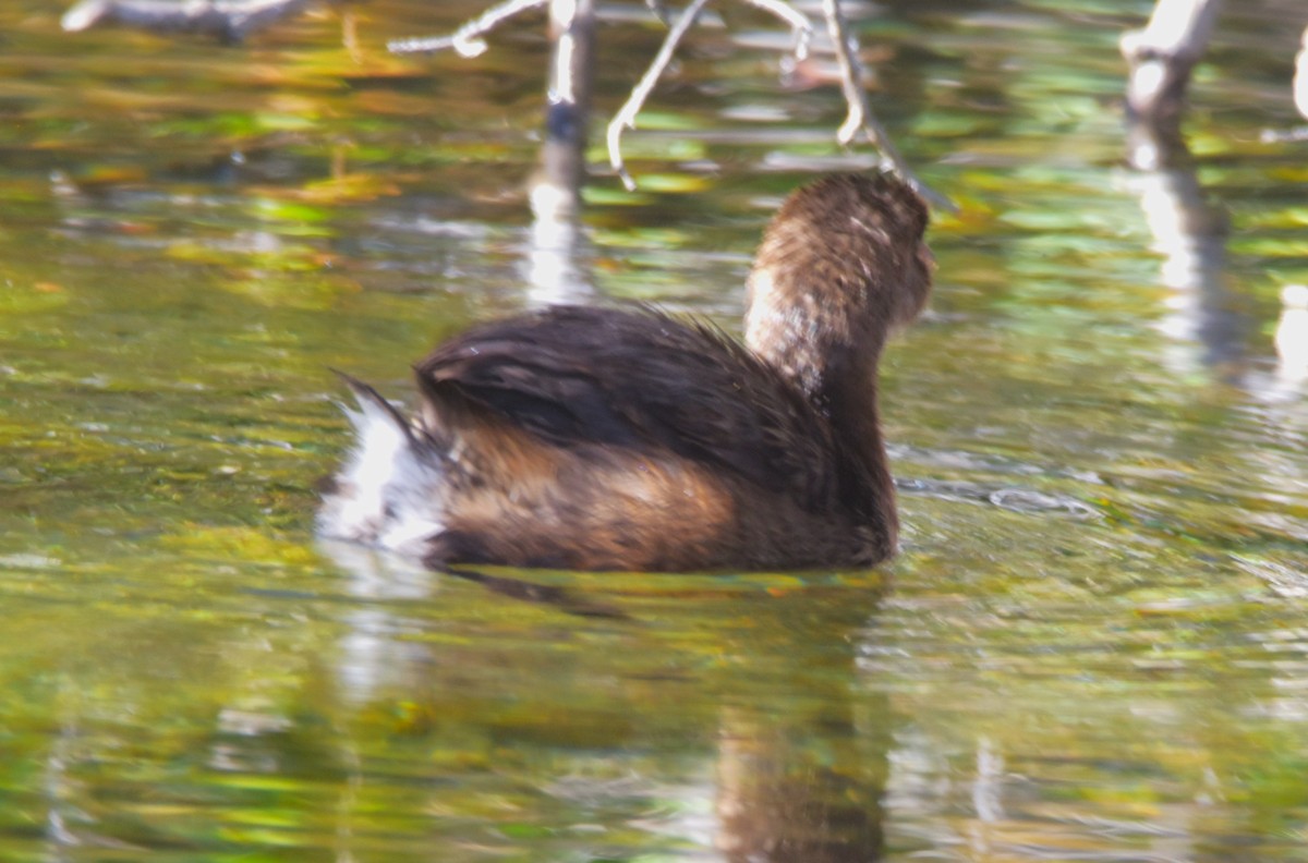 Pied-billed Grebe - ML624193023