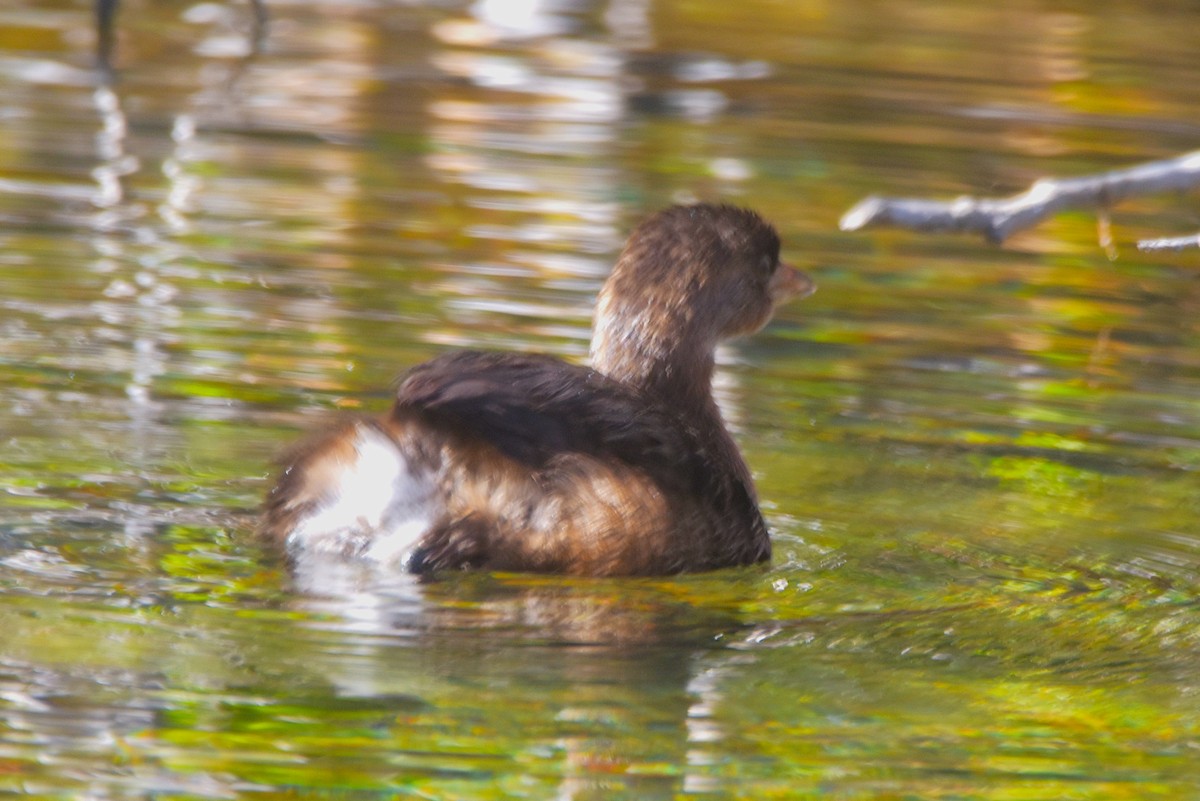 Pied-billed Grebe - ML624193024