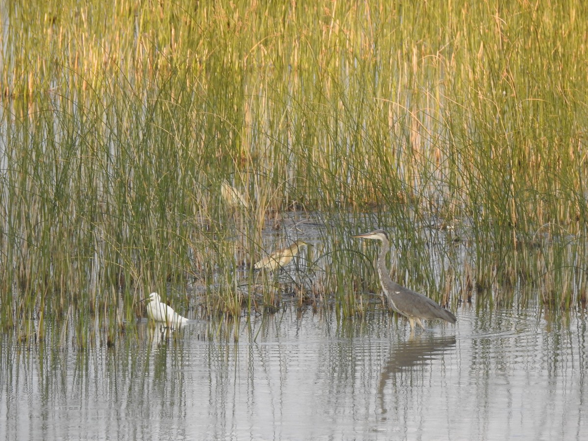 Squacco Heron - ML624193028