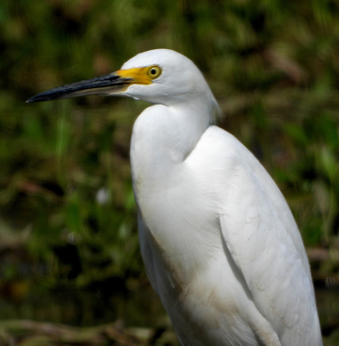 Snowy Egret - ML624193036