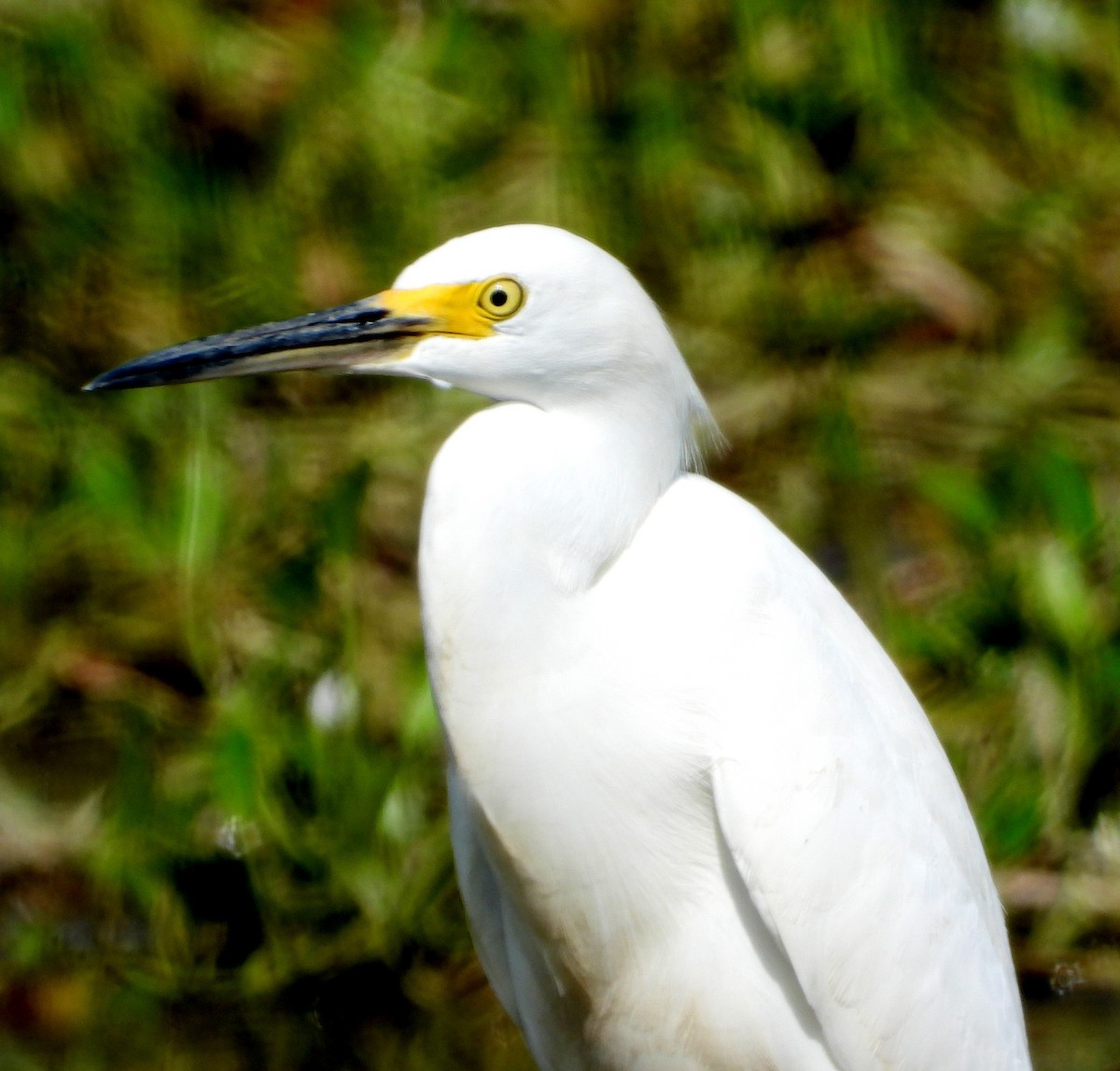 Snowy Egret - ML624193037