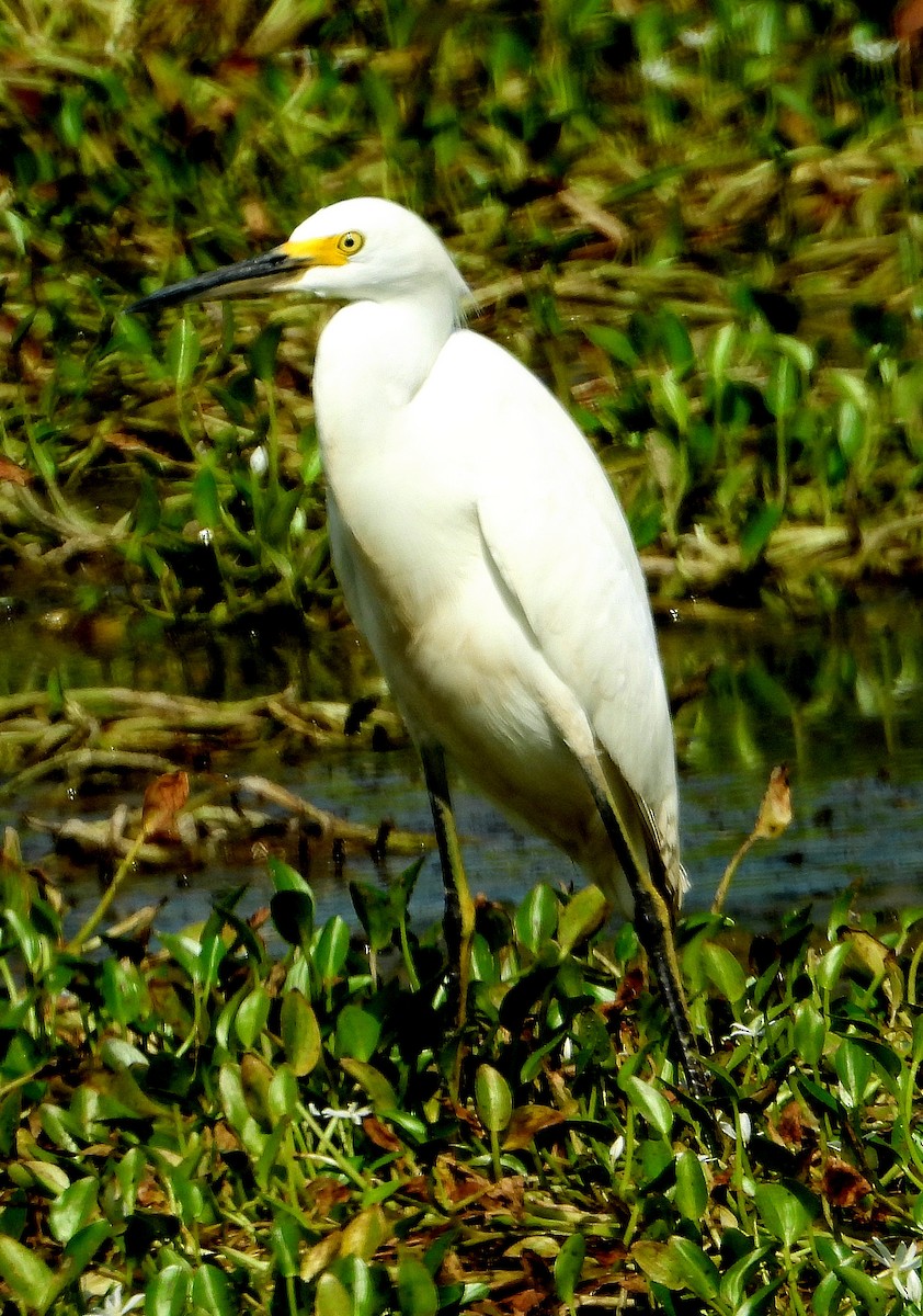 Snowy Egret - ML624193038