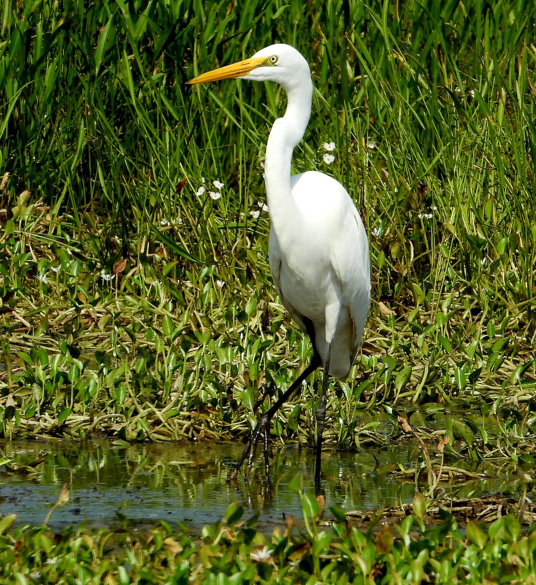 Great Egret - ML624193058