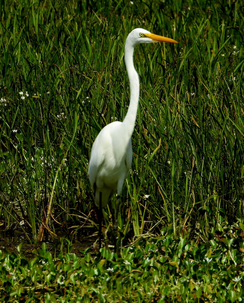 Great Egret - ML624193059