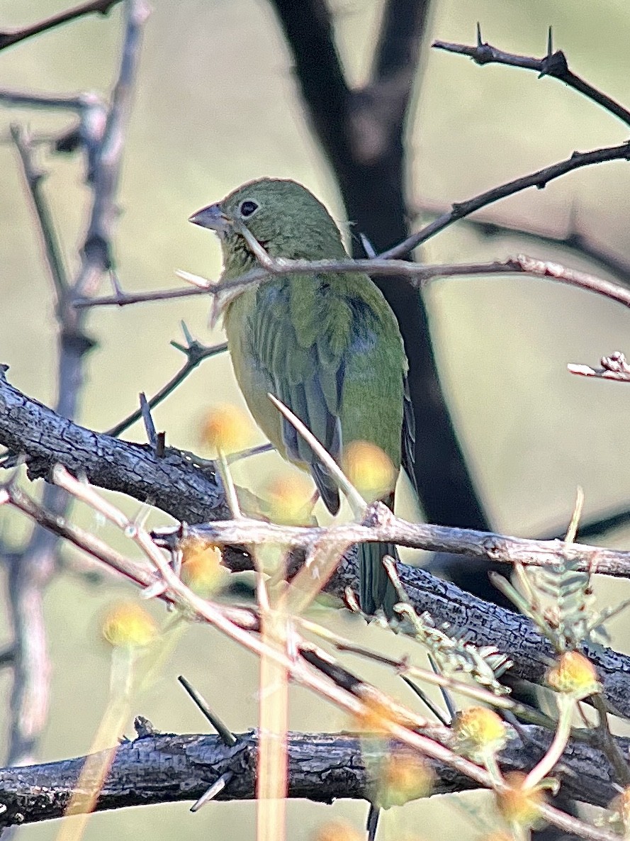 Painted Bunting - ML624193080