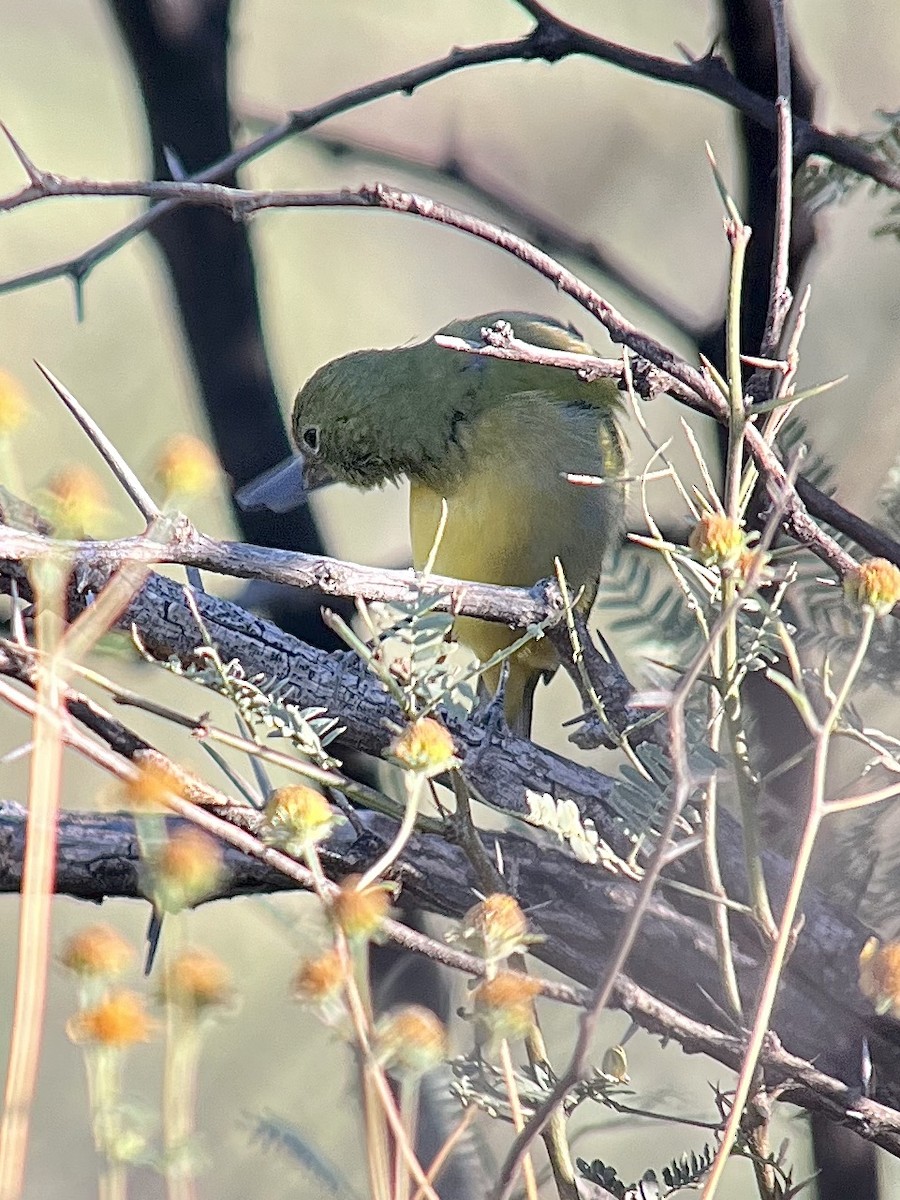 Painted Bunting - ML624193081