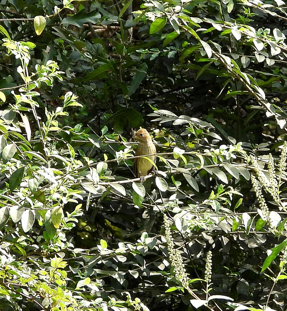 Indigo Bunting - ML624193084