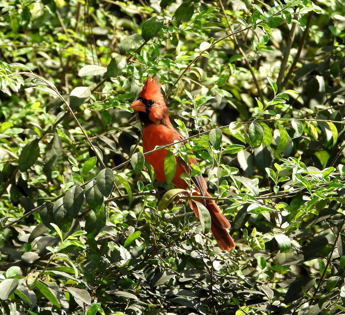 Northern Cardinal - ML624193085