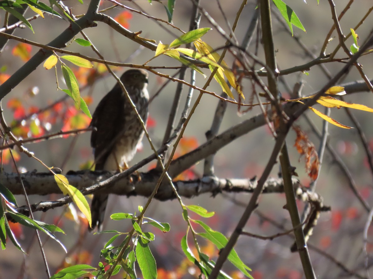 Sharp-shinned Hawk (Northern) - ML624193089