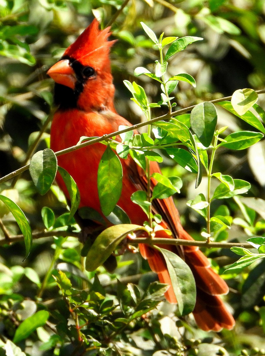 Northern Cardinal - Jay Huner