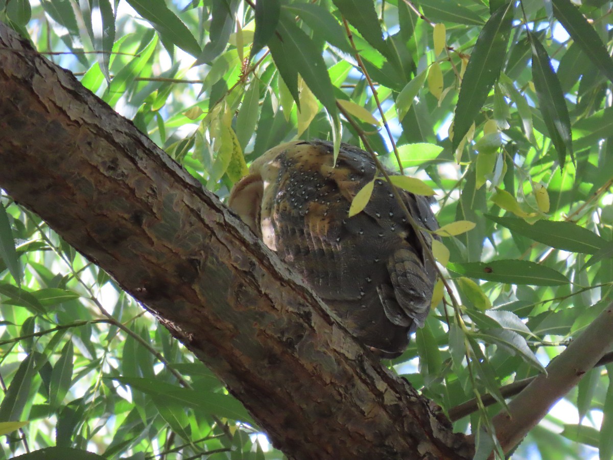 Barn Owl (American) - ML624193098