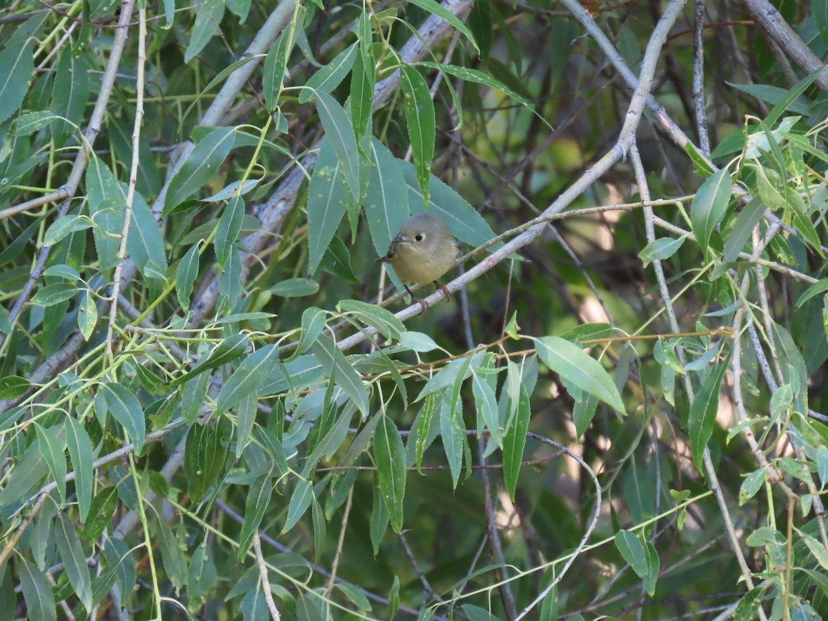 Ruby-crowned Kinglet - ML624193105