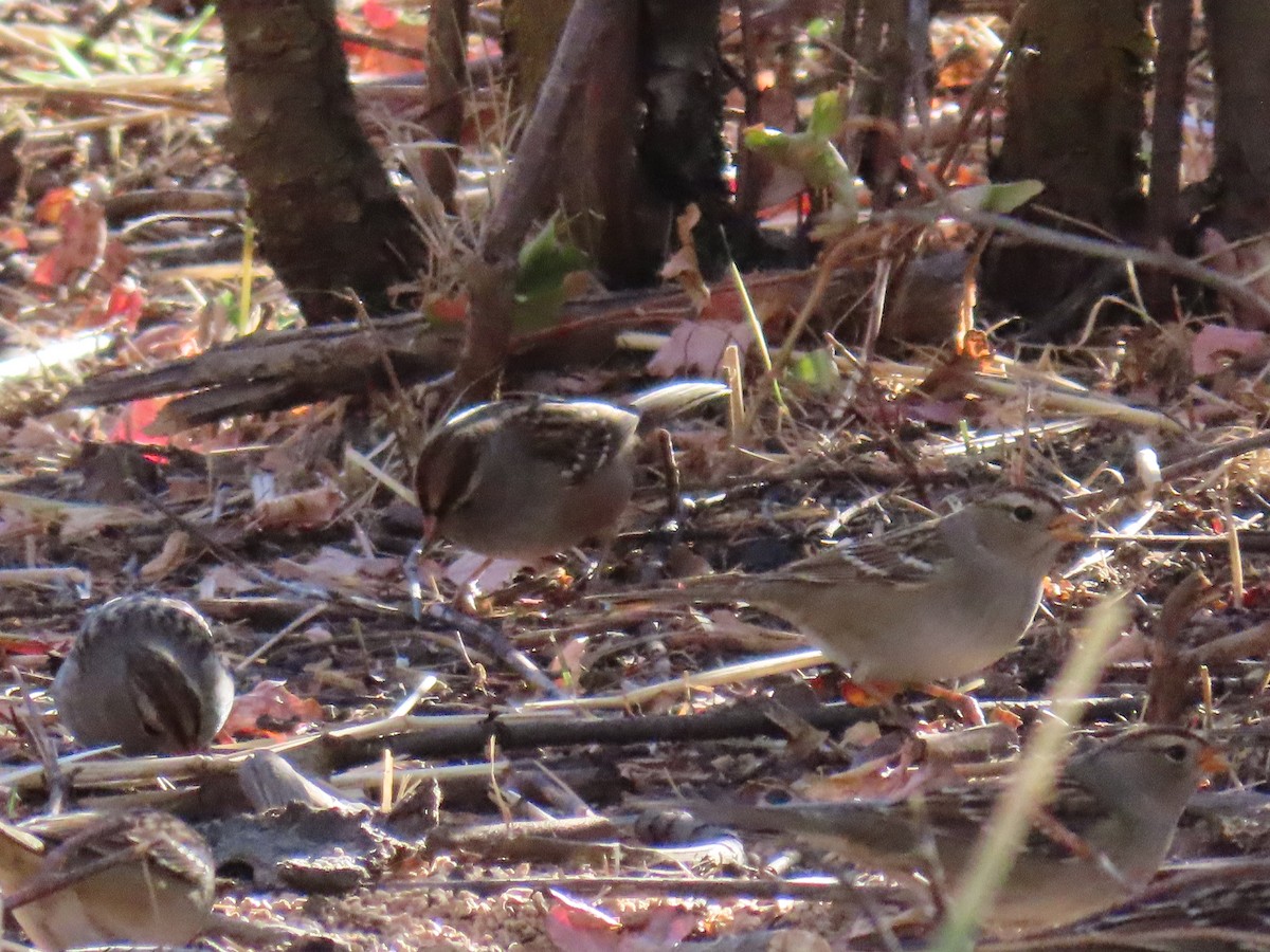 White-crowned Sparrow - ML624193115