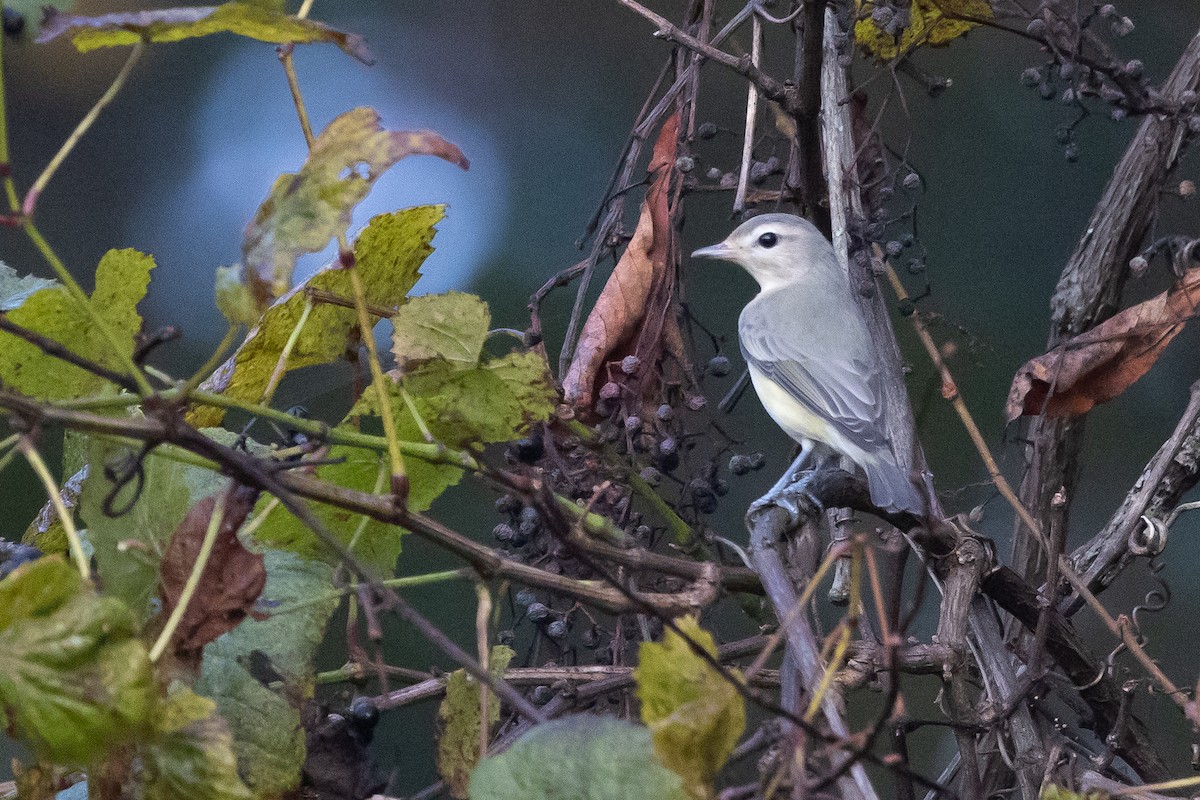 Warbling Vireo (Eastern) - ML624193118