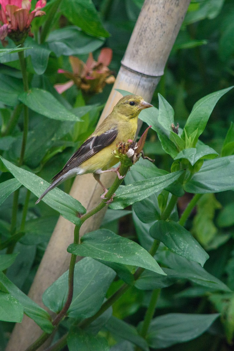 American Goldfinch - ML624193170