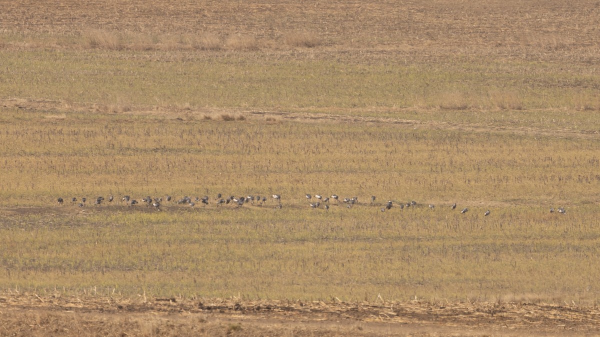 Gray Crowned-Crane - ML624193171