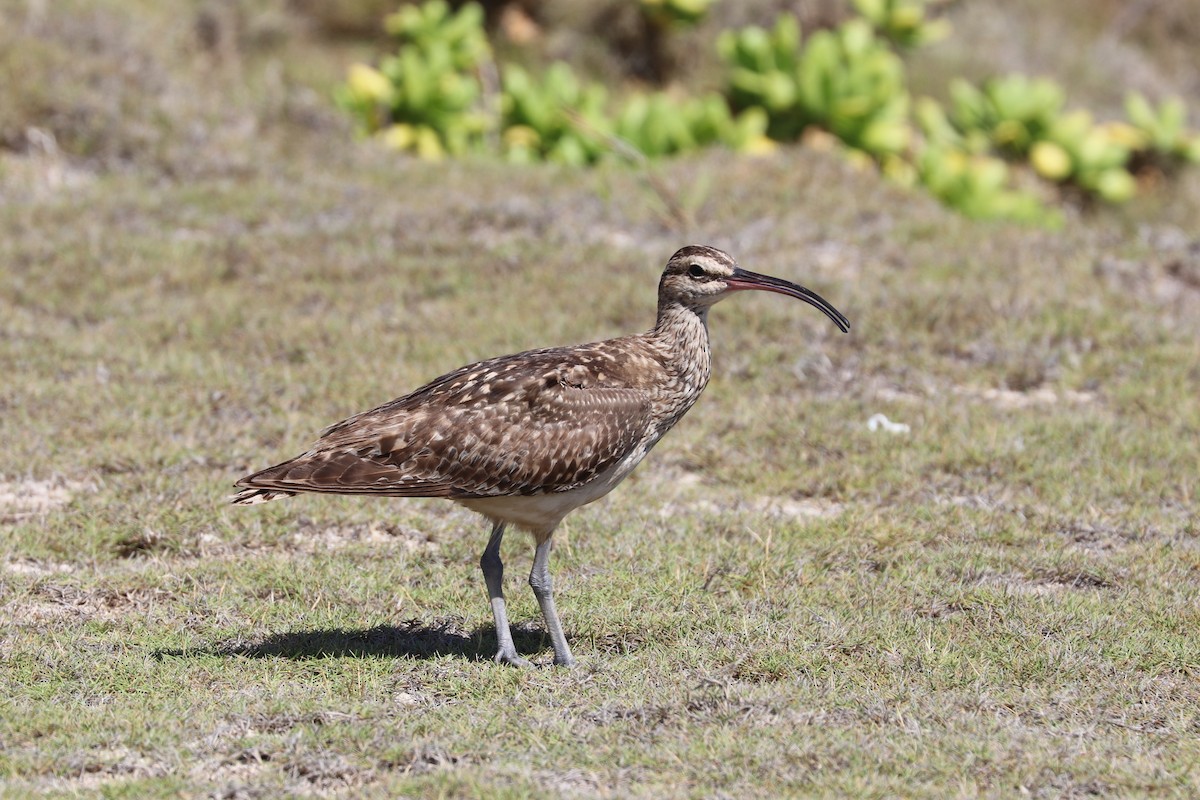 Bristle-thighed Curlew - ML624193190