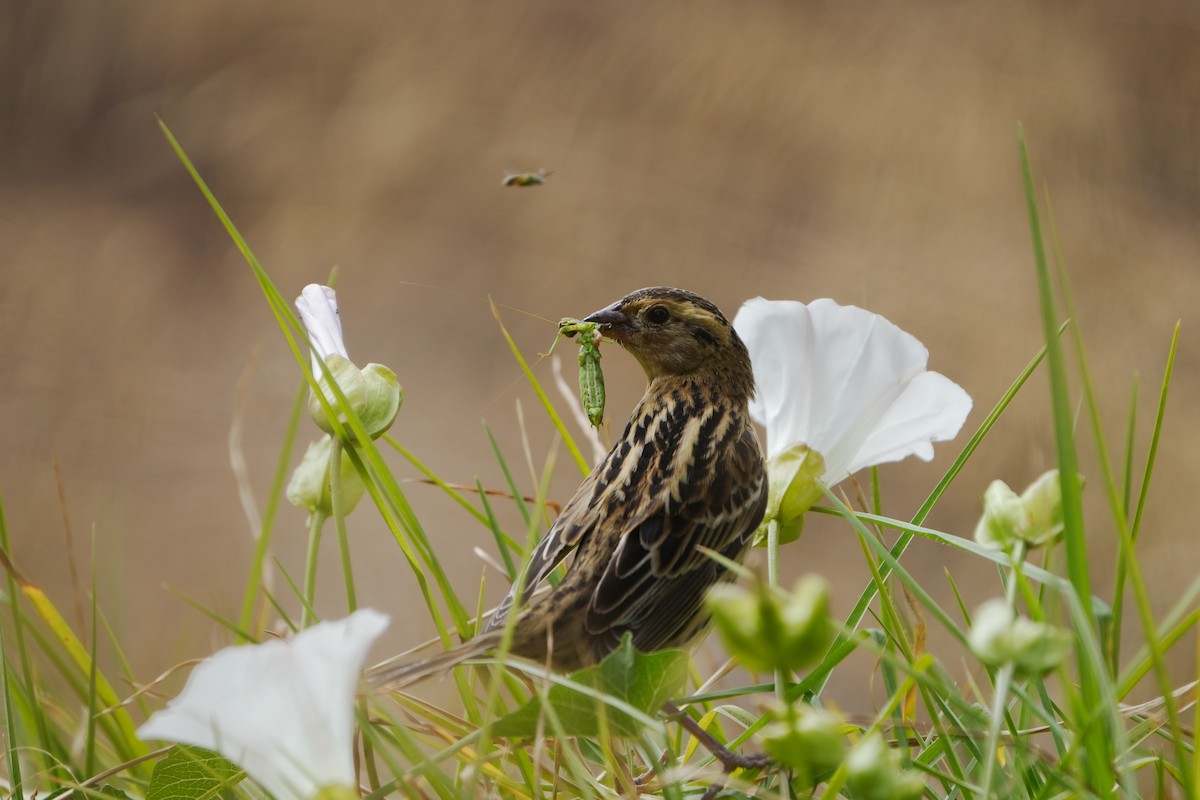 Bobolink - Diego Perez