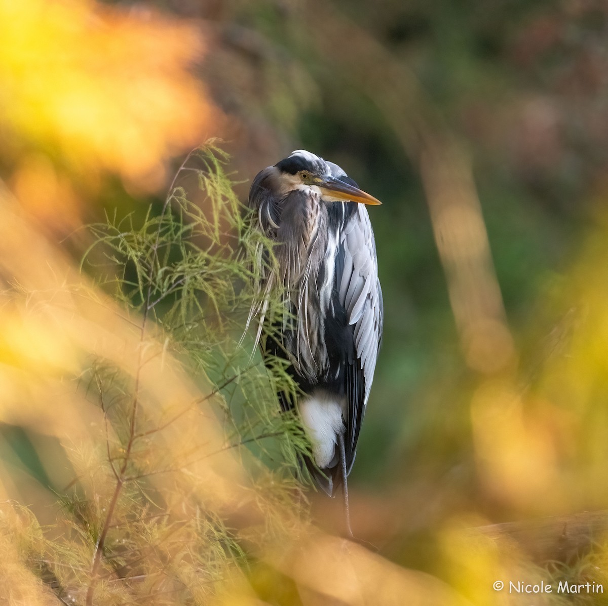 Great Blue Heron - ML624193233