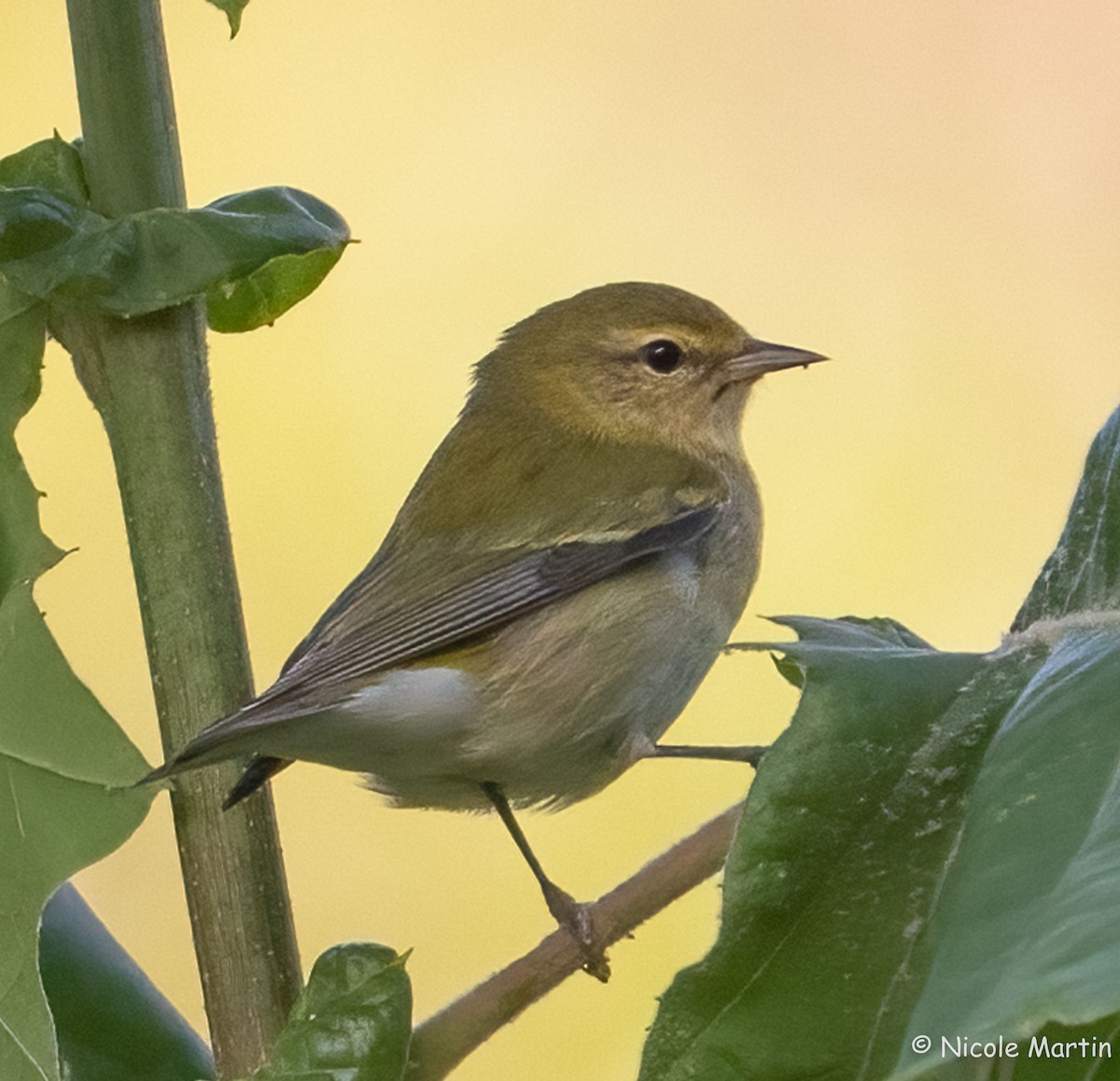 Tennessee Warbler - ML624193239