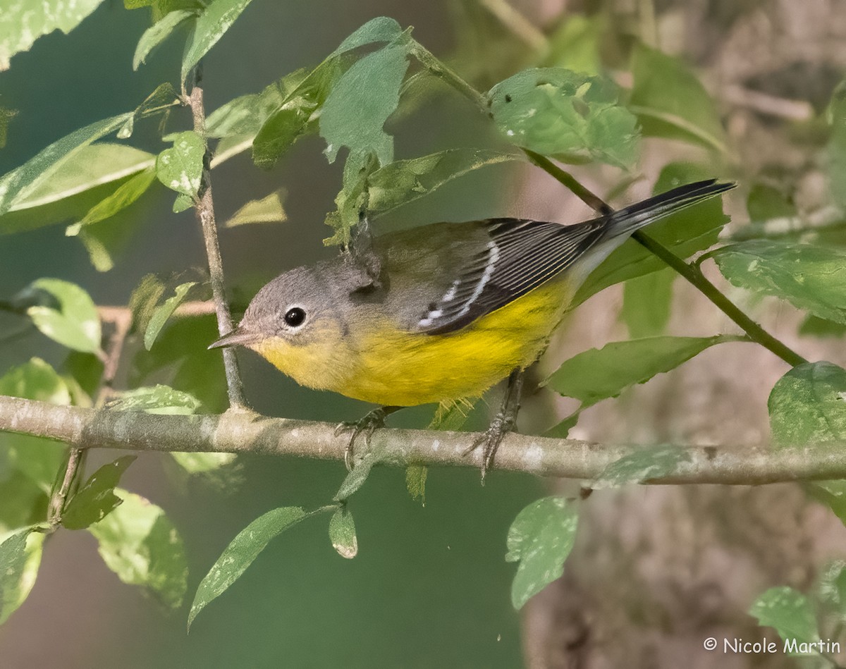 Magnolia Warbler - ML624193242