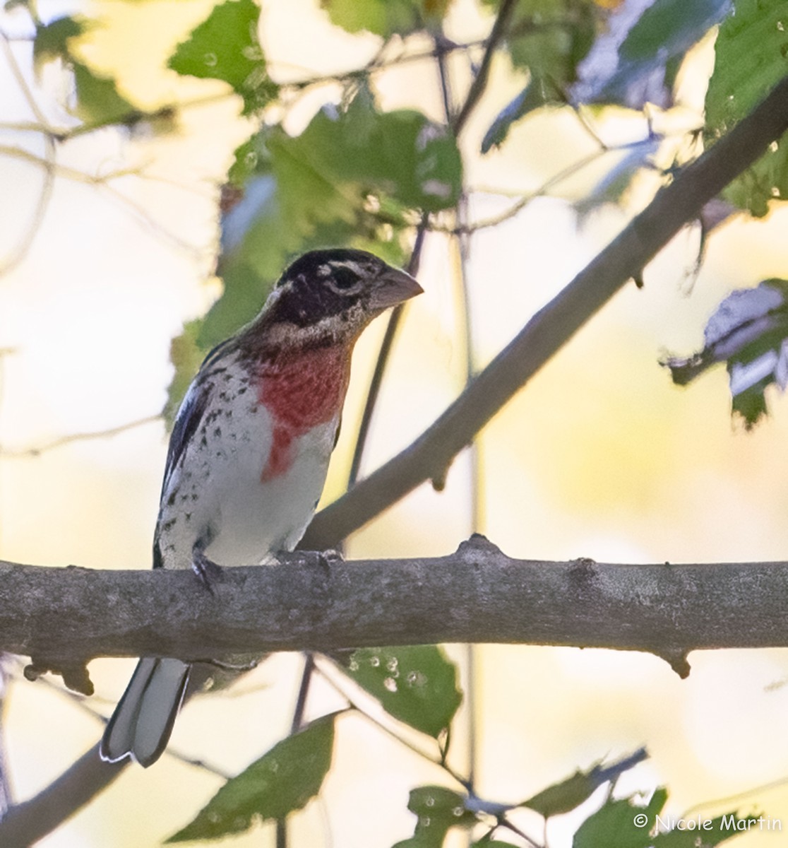 Rose-breasted Grosbeak - ML624193244