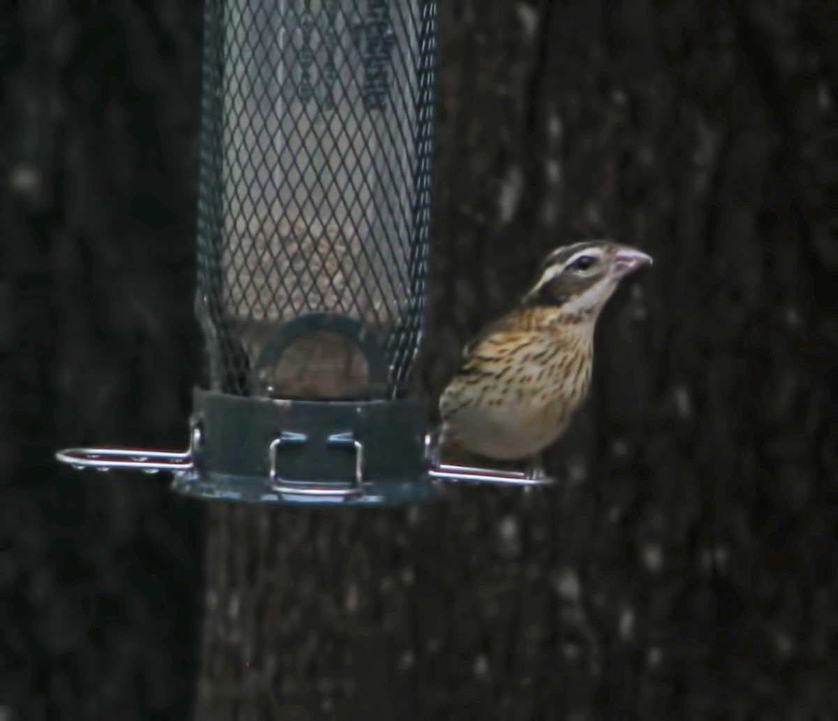 Rose-breasted Grosbeak - Vicki DeLoach