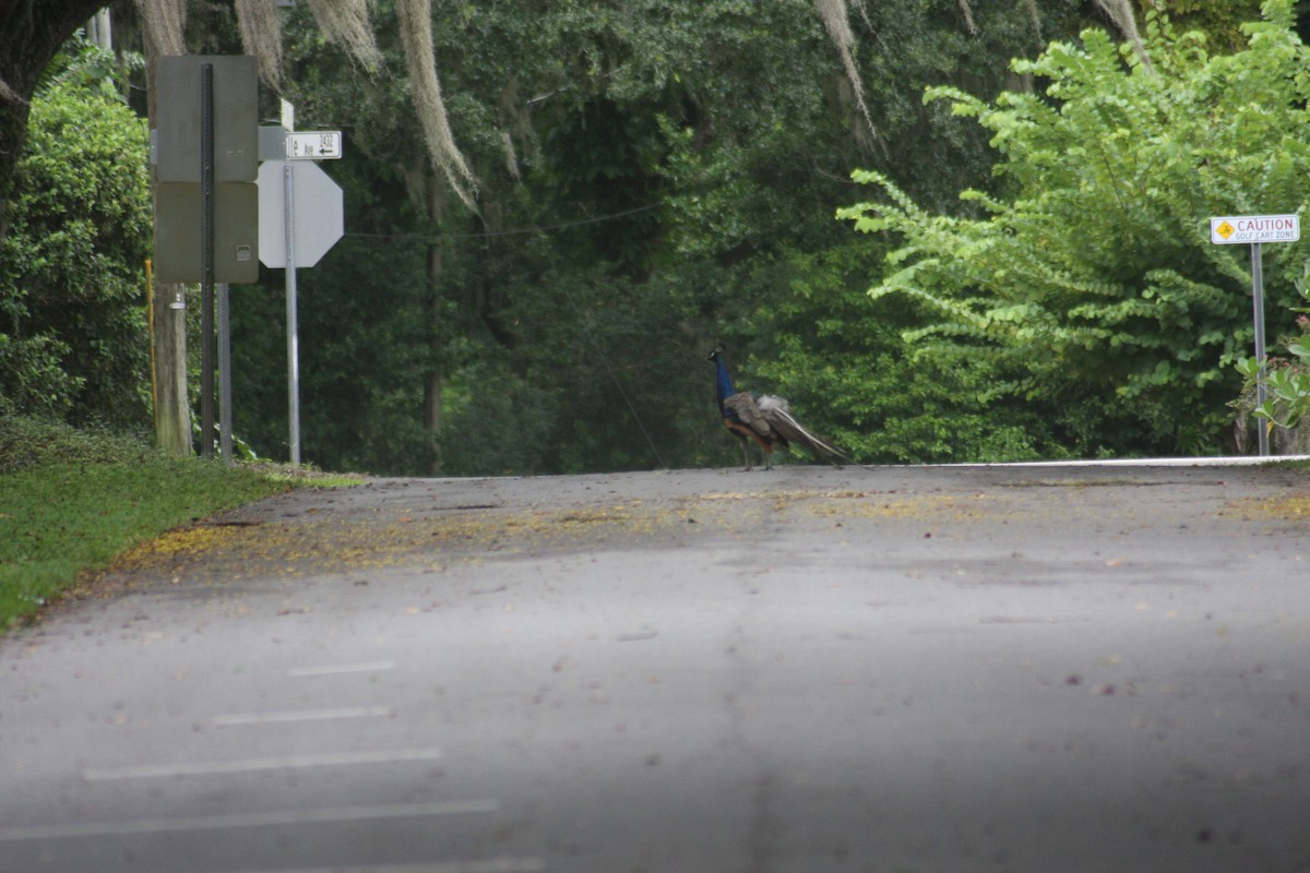 Indian Peafowl - ML624193265