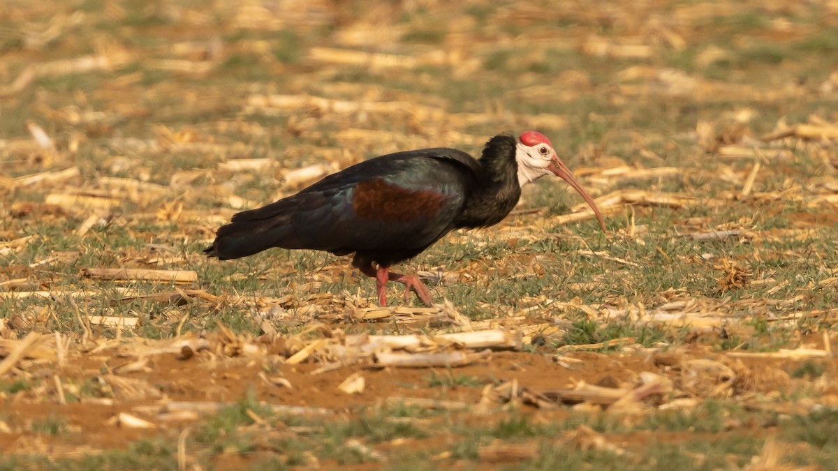 Southern Bald Ibis - ML624193279