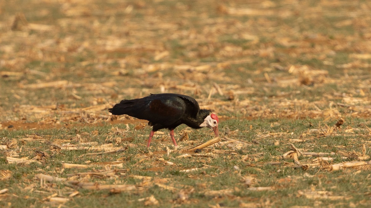 Southern Bald Ibis - ML624193280