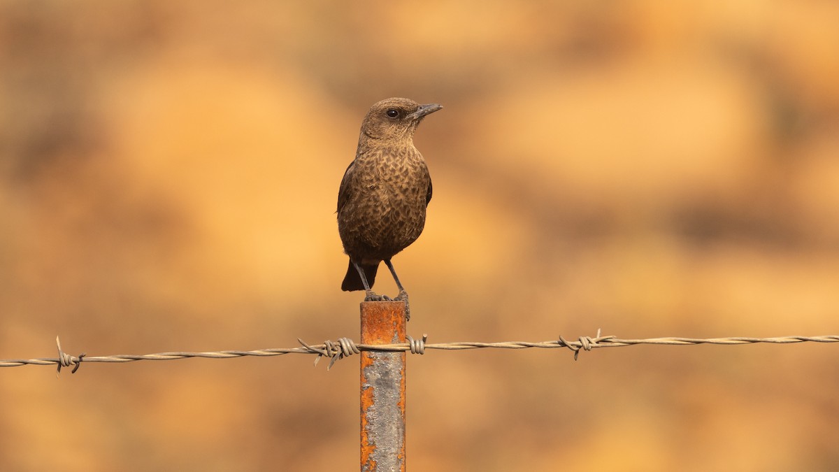 Southern Anteater-Chat - ML624193284