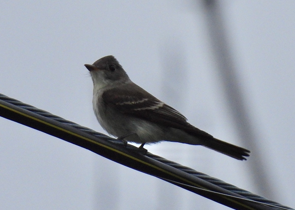 Olive-sided Flycatcher - ML624193285