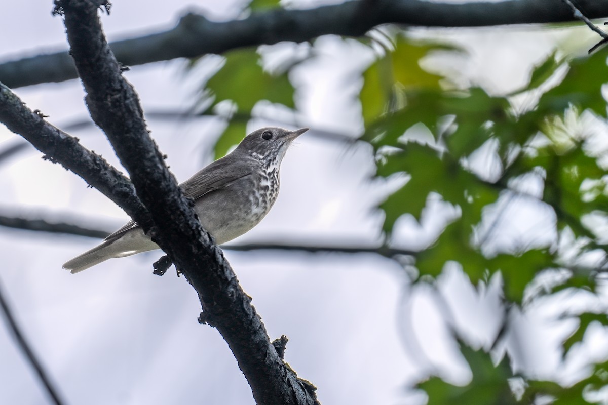 Gray-cheeked Thrush - ML624193309