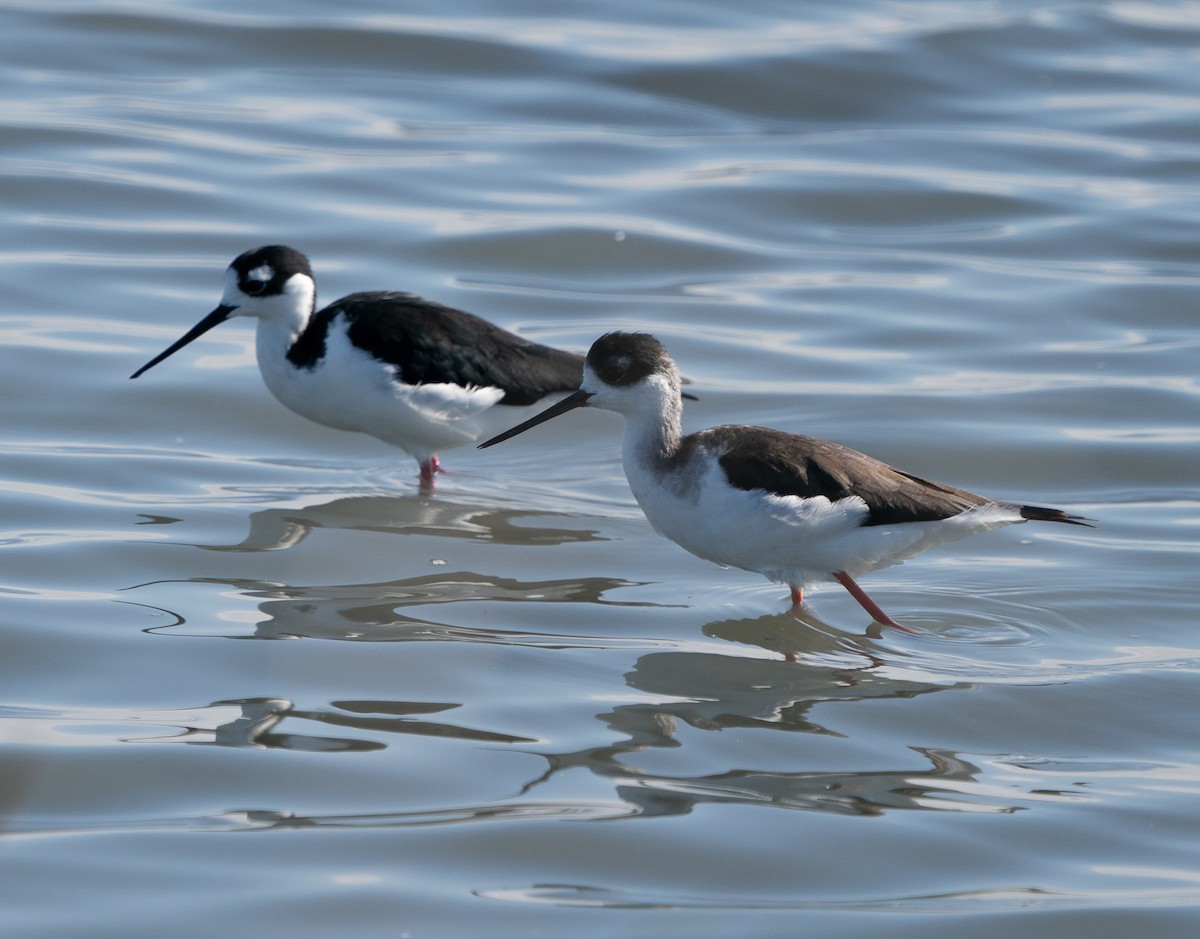 Black-necked Stilt - ML624193320