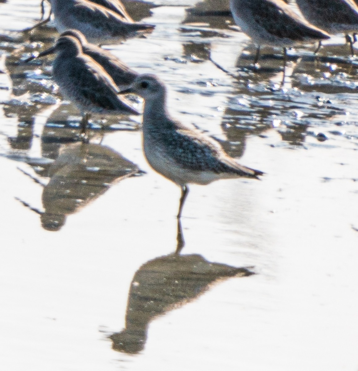 Black-bellied Plover - ML624193325