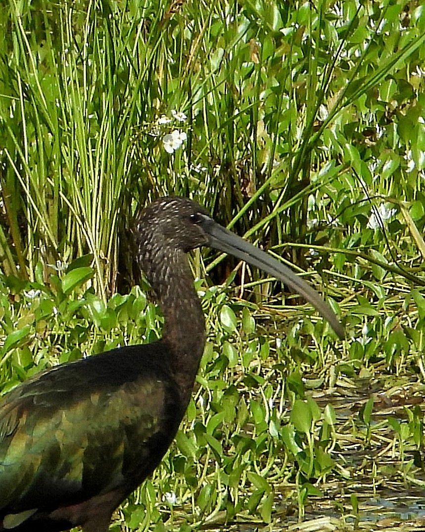 Glossy Ibis - Jay Huner