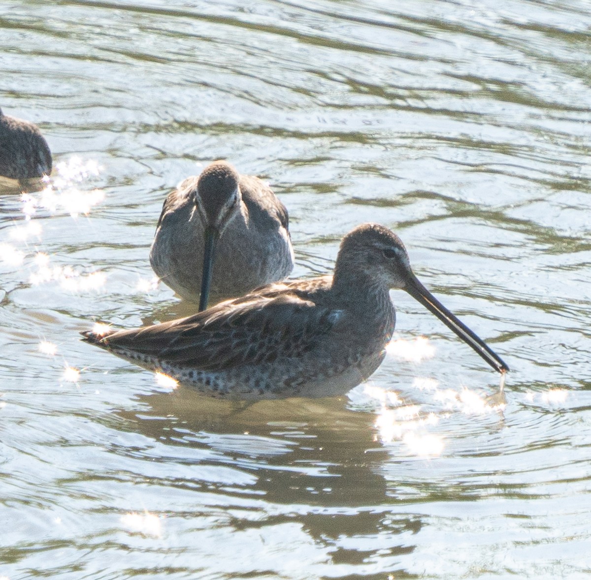 Long-billed Dowitcher - ML624193327