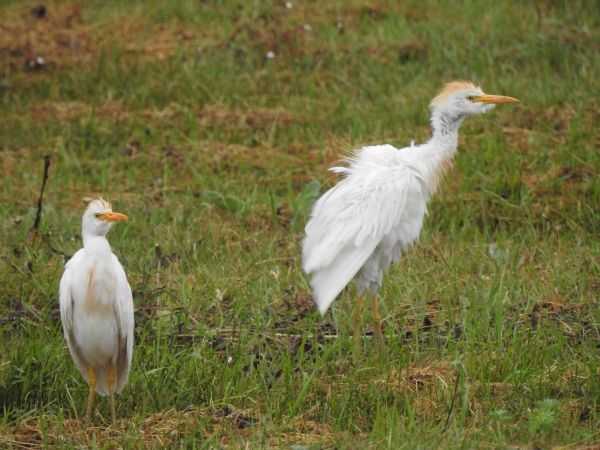 Western Cattle Egret - ML624193330