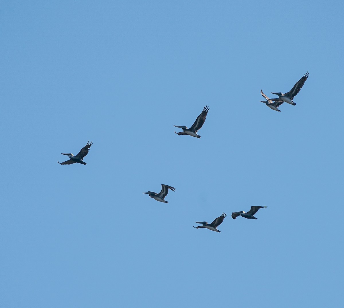 Brown Pelican - ML624193347